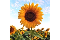 A sunflower in a field.