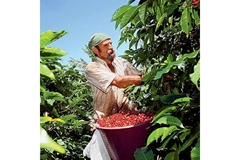 A man with bucket is standing in the plant at a coffee farm.