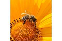 Image Bee pollinating a sunflower.