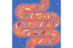 Image Visual representation of a human gut.