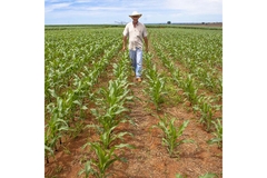 Image Farmer standing in a field.