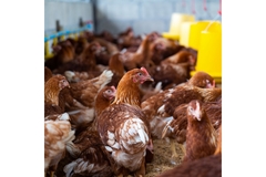 Chickens in farm.