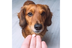 A person gives a pill to a small dog.