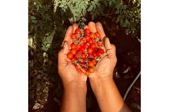 Hand holding red tomatoes.