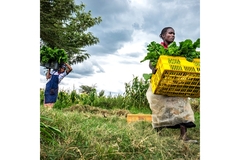 Image Women farmers working in the field.