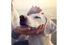 Image Dog getting stroke by owner.