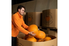 Image employee at Hatters Farm in UK putting a pumpkin inside DS Smith's Octabin