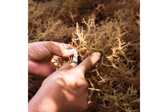 Image Seaweed.