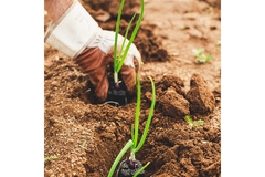 Image Person planting crops in field.