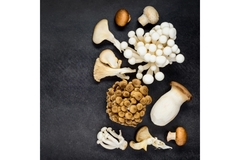 Image Mushroom