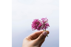 Image OmniActive low-dose valerian extract