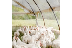 A large flock of chicken is placed in an indoor chicken farm.