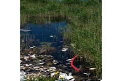 A collection of litter in a swamp.