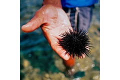 Image A person is holding a sea urchin.