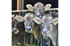 Image Industrial cattle farm.