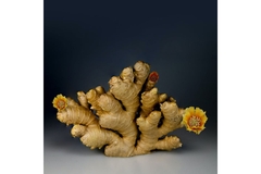 Image Slice of ginger rhizome standing up with small flowers placed on it.