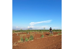 Image Farming volunteer in South Israel.