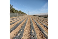 plastic mulch on agricultural land