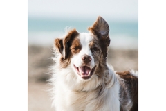 Image Dog on beach.