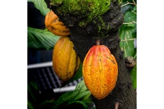 Three cacao pods hanging from a tree.