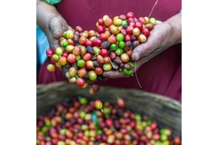 Image Biofortified coffee beans