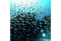 Image A group of fish is swimming under the sea.