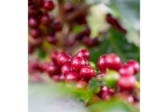 Image A tree of coffee cherries is under the sun.