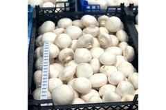Image mushrooms in clamshell packaging with vidre+ technology stickers