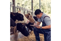 Image Farmer taking notes about his cows.