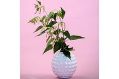 Image Nettle branches in a spherical pot.