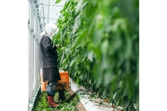 Image A farmer is working in a green house.