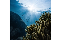 WWF-US Oceans Futures platform