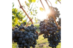 Image Grapes are shining and growing from vine.