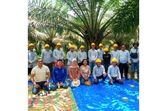 Image Image of two rows of Indonesian farmers wearing helmets in a palm forest.
