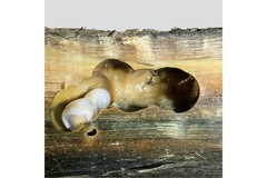 Image Aquacultured naked clams