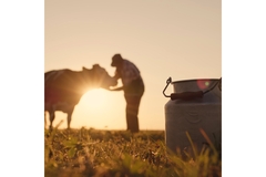 Image A dairy farmer and cow in field.