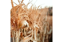Maize crop in the fields.