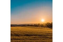 Image The sun is rising on a field.