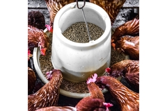 Image A group of hens feeding from a bucket.