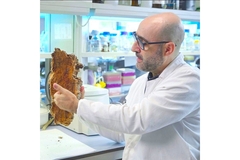 A scientists looking at a sample of oak tree in the lab.