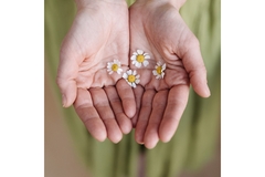 Image Closeup shot of hands holding a cluster of chamomile flowers.