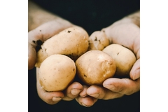 Image A person is holding potatoes.