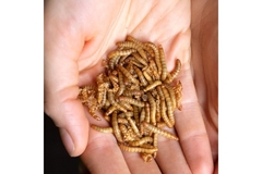 Image A person is holding worms