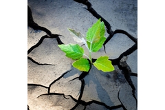 A small plant sprouting from cracked soil.