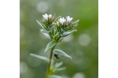Image Ahiflower plant with flower.