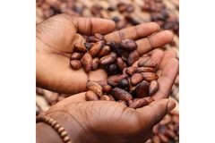Image A person is holding cocoa.