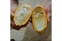 Image Cocoa fruit.