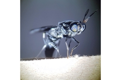 Image A black soldier fly is in the picture.