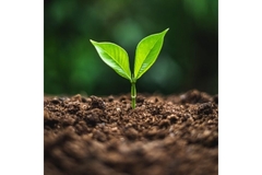 Image A plant sprouting from the soil.