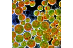 Image Hefei Institutes of Physical Science astaxanthin research